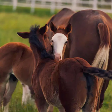 Cossetti Ranch Winery Incisa Scapaccino