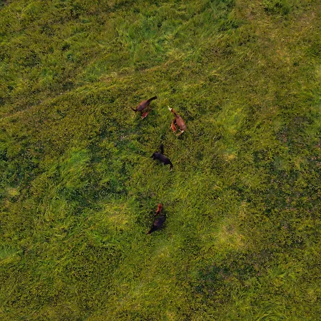 Cossetti Ranch Winery Incisa Scapaccino